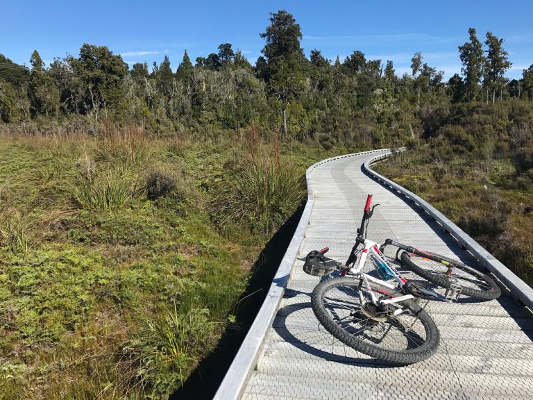 Bike track through Regenerating native forest