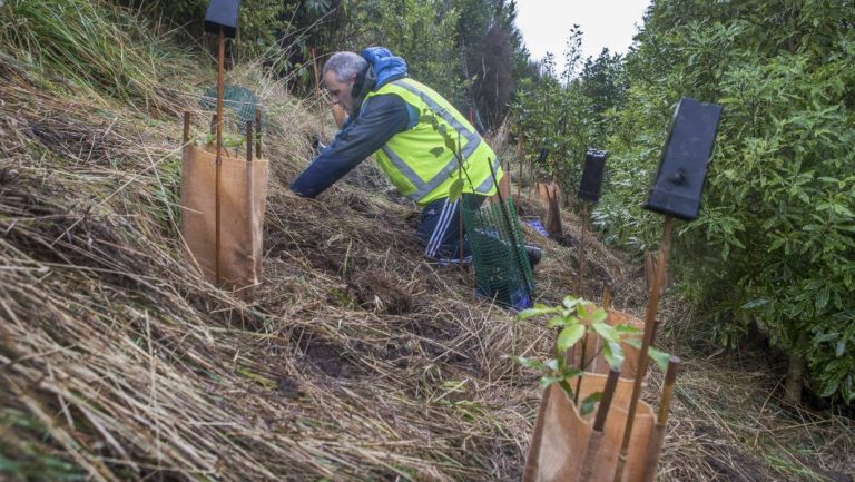 Man planting trees as part of 1 million trees programme